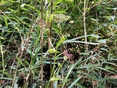 Angelica decursiva