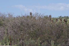 Trichocereus spachianus