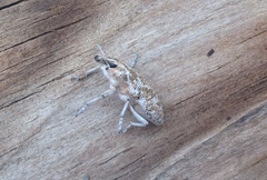 Cyphocleonus achates