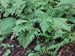 Arachniodes standishii