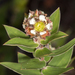 Leptospermum speciosum - Photo 由 Liana 所上傳的 (c) Liana，保留部份權利CC BY-NC