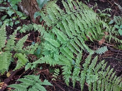 Arachniodes standishii