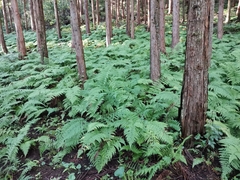 Arachniodes standishii