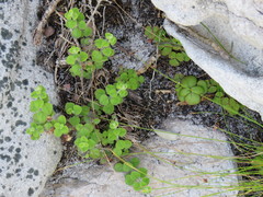 Chaenostoma hispidum