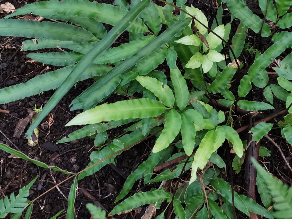 Pteris parkeri