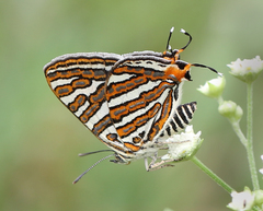 Cigaritis schistacea