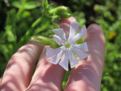 Silene undulata undulata