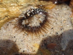 Aulactinia