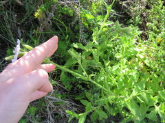 Silene undulata undulata