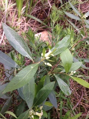 Billardiera versicolor