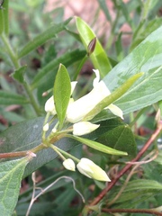 Billardiera versicolor