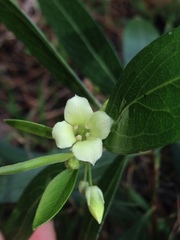 Billardiera versicolor