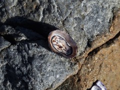 Patelloida latistrigata