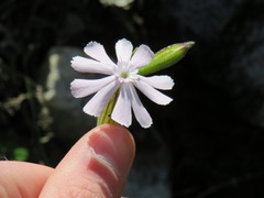 Silene undulata undulata