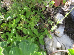 Silene undulata undulata