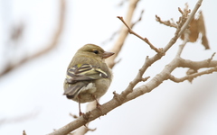 Fringilla coelebs africana