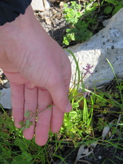 Cysticapnos cracca