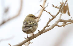 Fringilla coelebs africana