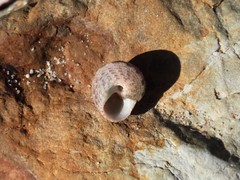 Eurytrochus strangei