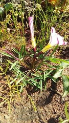 Oxalis stictocheila