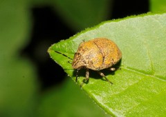 Pachycorinae