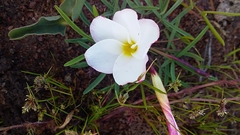 Oxalis stictocheila