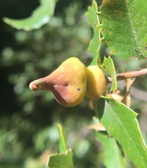 Heteroecus sanctaeclarae