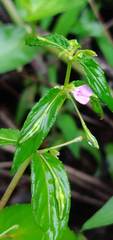 Impatiens minor
