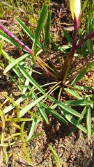 Oxalis stictocheila