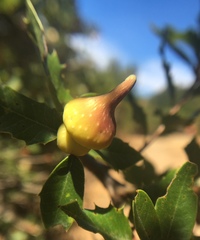 Heteroecus sanctaeclarae