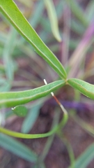 Oxalis stictocheila