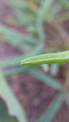 Oxalis stictocheila