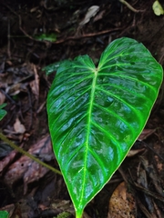 Philodendron verrucosum