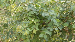 Phyllanthus reticulatus