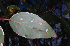 Eucalyptus behriana