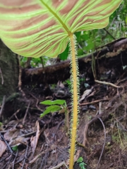Philodendron verrucosum