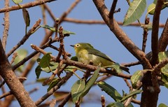 Zosterops anderssoni