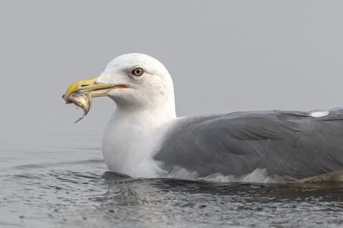 Heuglin’s Gull｜休氏鸥 参考照片