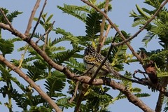 Pogoniulus chrysoconus