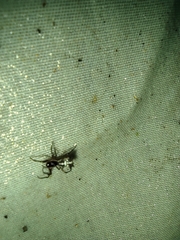 Micrathena woytkowskii