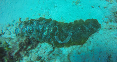 Holothuria mexicana