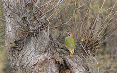 Picus vaillantii