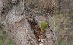 Picus vaillantii