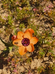 Sparaxis elegans