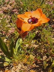 Sparaxis elegans