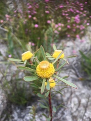 Leucadendron cinereum