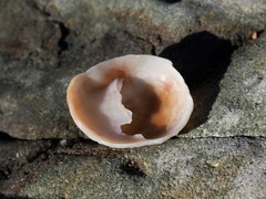 Bostrycapulus pritzkeri