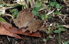 Junonia natalica