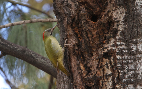 Pito bereber (Picus vaillantii)