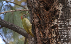 Picus vaillantii